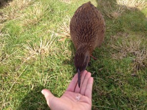 Nelson - Abel Tasman NP-062